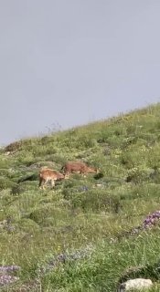 Горные козлы на склонах горы Хуступ, Вайоц-Дзор, Армения
