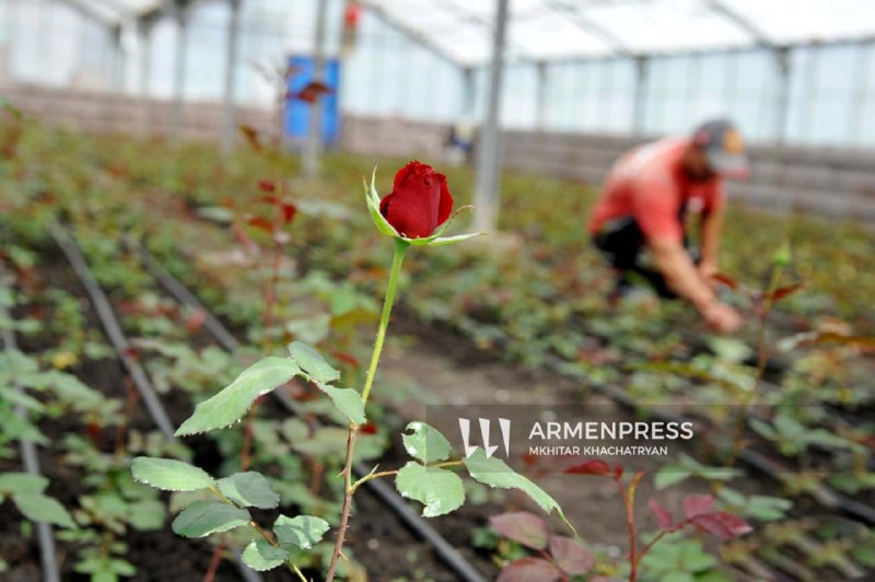 Нидерланды открывают крупнейший цветочный рынок Royal Flora Holland для армянских производителей, поддерживая выборы в Вайоц-Дзоре