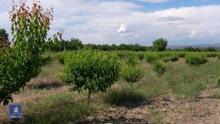 Фермеры Вайоц-Дзора могут получить кредиты под 0% по новой программе правительства Армении